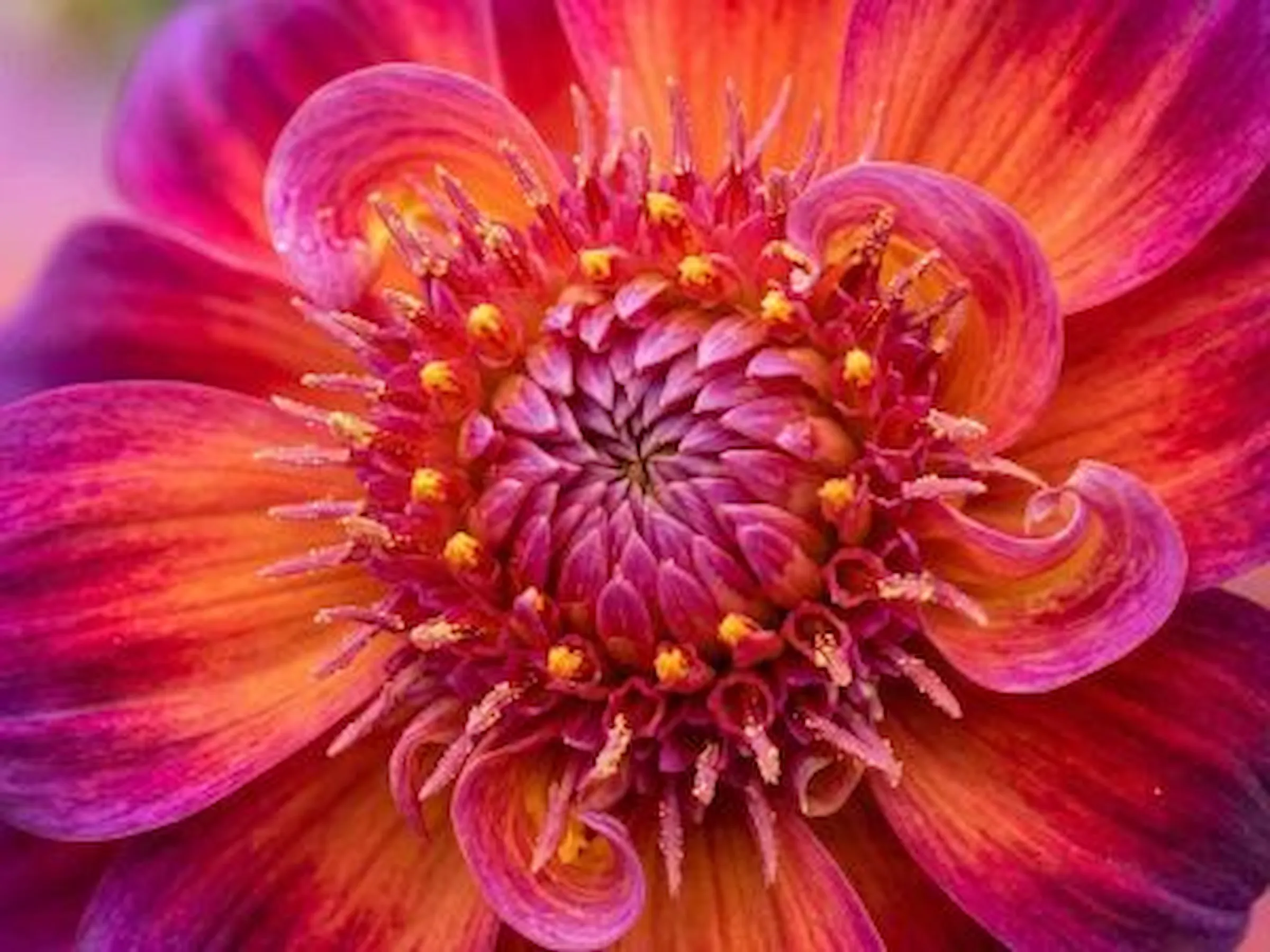 Macro Original